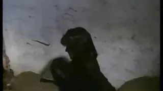 महिला महिला पुरूष